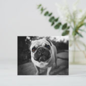 Handsome Mops Postkarte (Stehend Vorderseite)