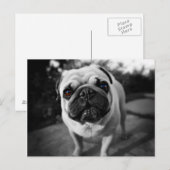 Handsome Mops Postkarte (Vorne/Hinten)