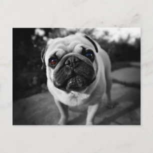 Handsome Mops Postkarte