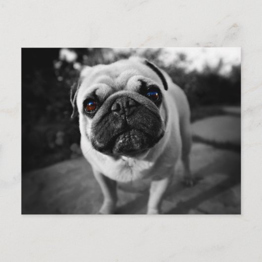 Handsome Mops Postkarte (Vorderseite)