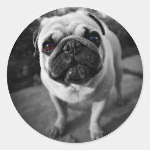 Handsome Mops Runder Aufkleber