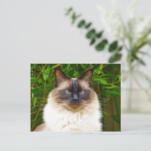 Handsome Oscar Postkarte (Stehend Vorderseite)