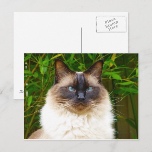 Handsome Oscar Postkarte (Vorne/Hinten)