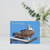 Handsome Osprey Hawk Nest Postcard Postkarte (Stehend Vorderseite)