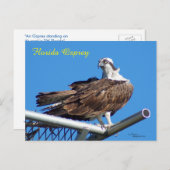 Handsome Osprey Hawk Nest Postcard Postkarte (Vorne/Hinten)