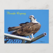 Handsome Osprey Hawk Nest Postcard Postkarte (Vorderseite)
