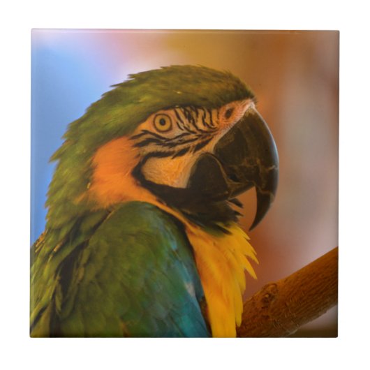 Handsome Parrot Tile Fliese (Vorderseite)