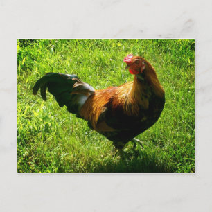 Handsome Rooster Postkarte