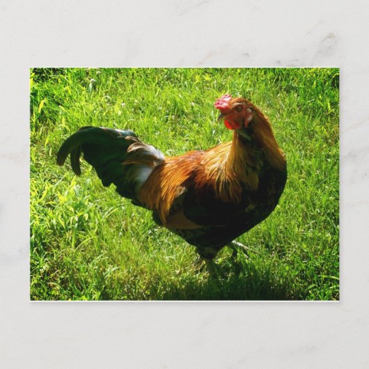 Handsome Rooster Postkarte (Vorderseite)