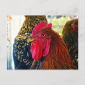 Handsome Rooster Postkarte (Vorderseite)