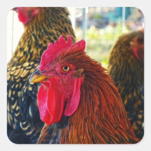 Handsome Rooster Quadratischer Aufkleber (Vorderseite)