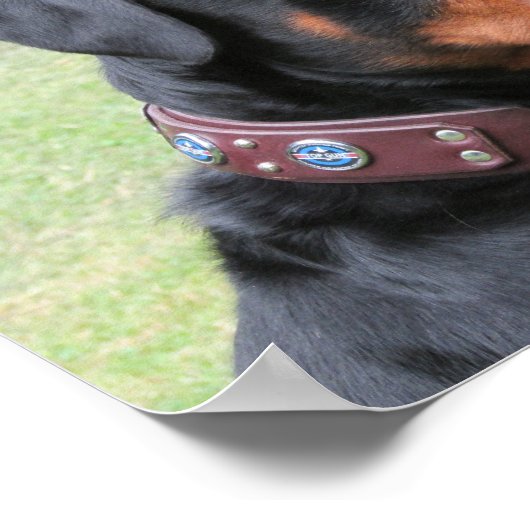 Handsome Rottweiler Poster (Ecke)