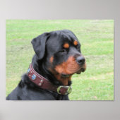 Handsome Rottweiler Poster (Vorne)