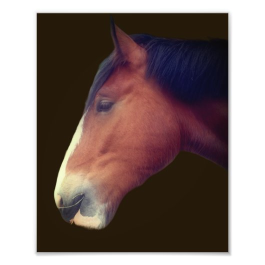 Handsome Shire Draft Horse Face 8x10 Fotodruck (Vorne)