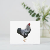 Handsome Silver Penciled Wyandotte Rooster Postkarte (Stehend Vorderseite)