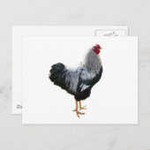 Handsome Silver Penciled Wyandotte Rooster Postkarte (Vorne/Hinten)