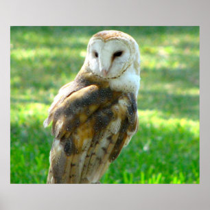 Handsome Stallhuhn Poster