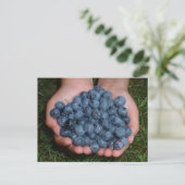 Handvoll frischer Blaubeeren Postkarte (Stehend Vorderseite)