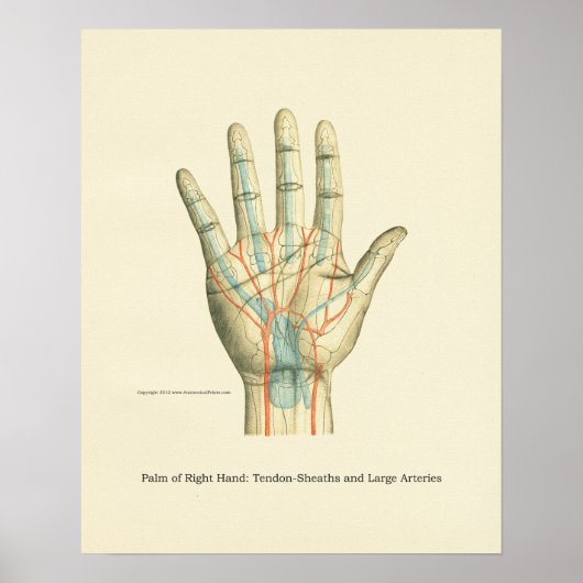 Handy & Handgelenk Internes Anatomie-Poster Poster (Vorne)