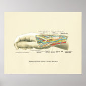 Handy & Handgelenk Internes Anatomie-Poster Poster (Vorne)