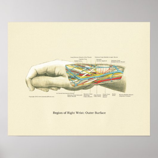 Handy & Handgelenk Internes Anatomie-Poster Poster (Vorne)