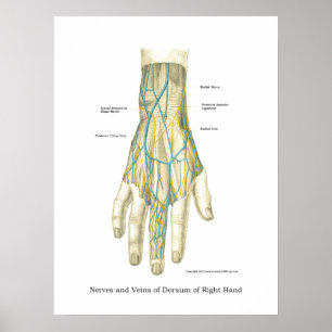 Handy & Handgelenk Internes Anatomie-Poster Poster