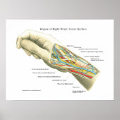 Handy & Handgelenk Internes Anatomie-Poster Poster (Vorne)