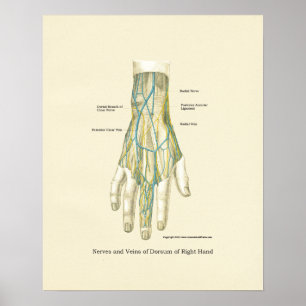 Handy & Handgelenk Internes Anatomie-Poster Poster