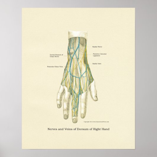 Handy & Handgelenk Internes Anatomie-Poster Poster (Vorne)