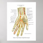 Handy & Handgelenk Internes Anatomie-Poster Poster (Vorne)