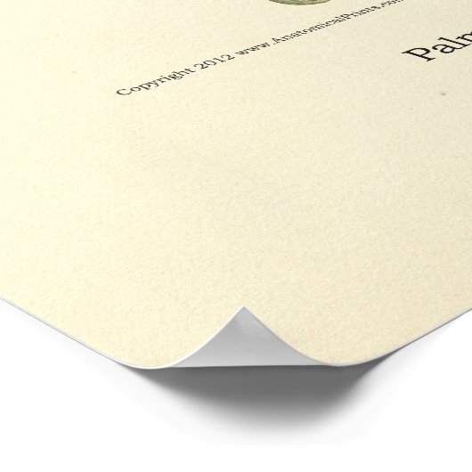 Handy & Handgelenk Internes Anatomie-Poster Poster (Ecke)