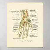 Handy & Handgelenk Internes Anatomie-Poster Poster (Vorne)