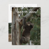 Hang da rein! Australien Koala Niedlich Postkarte (Vorne/Hinten)