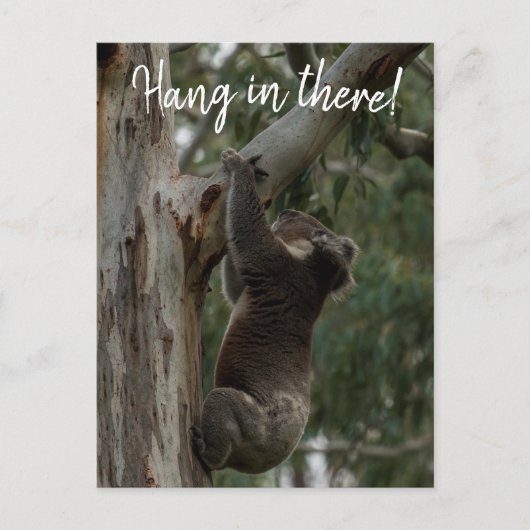 Hang da rein! Australien Koala Niedlich Postkarte (Vorderseite)