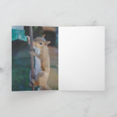 Häng da rein, Eichhörnchen hängt an Vogelschleuder Karte (Innenseite)