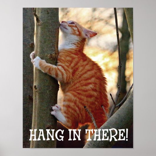 Hang in There Cat Poster (Vorne)