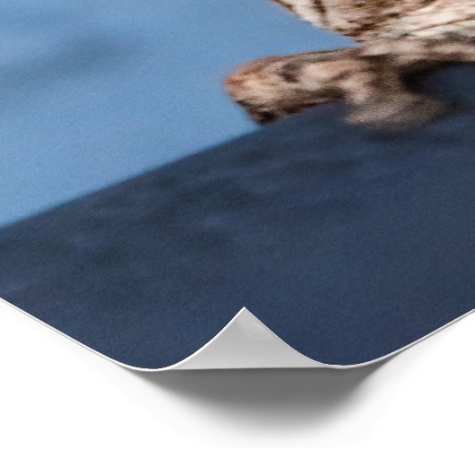 Hang in There Frog Poster (Ecke)