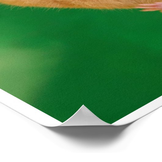 Hang in There Hamster Poster (Ecke)