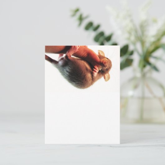 Hang in There Rat Postkarte (Stehend Vorderseite)