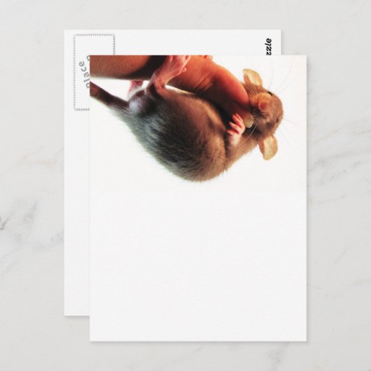 Hang in There Rat Postkarte (Vorne/Hinten)