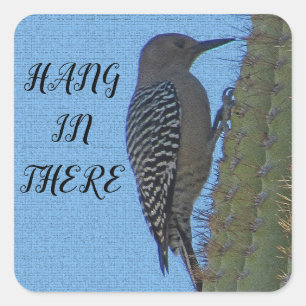 Hang in There Woodpecker Foto Saguaro Cactus Quadratischer Aufkleber