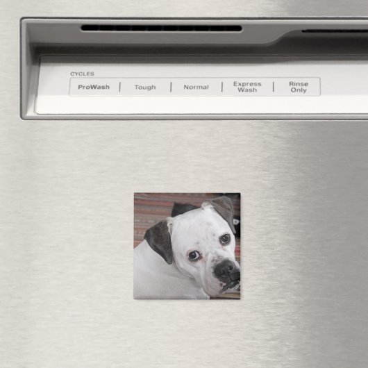 Hangdog Magnet (In Situ (Geschirrspüler))