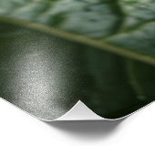 hängende Erdbeerfrüchte Fotodruck (Ecke)