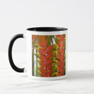 Hängende Heliconia, wöchentlicher Dienstag Früchte Tasse