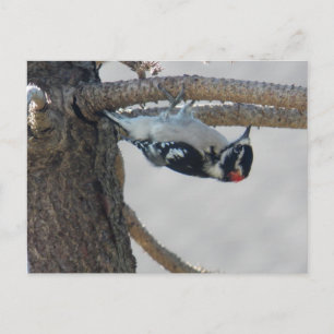 Hangin Out von Leslie Paprikaschoten Postkarte