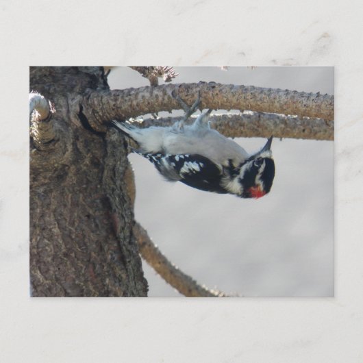 Hangin Out von Leslie Paprikaschoten Postkarte (Vorderseite)