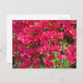 Hanging Bougainvillea Postkarte (Vorne/Hinten)