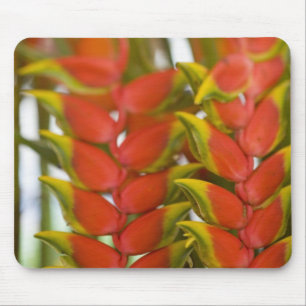 Hanging Heliconia, Weekly Dienstag Früchte & Mousepad