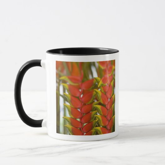 Hanging Heliconia, Weekly Dienstag Früchte & Tasse (Links)