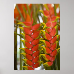 Hanging Heliconia, Weekly Tuesday fruit & Poster